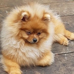 Meet your Posher, Karen